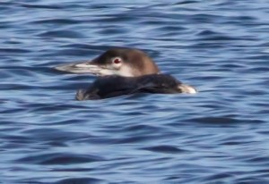 Heavily cropped photo of a Common Loon at Lake Hopatcong, NJ, Nov. 22, 2014 (photo by Jonathan Klizas)