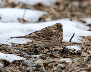 Vesper Sparrow, Hanover Twp., NJ, Nov. 29, 2014 (photo by Chuck Hantis)