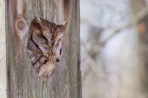 Eastern Screech-Owl, Great Swamp NWR, NJ, Nov. 23, 2014 (photo by Mike Newlon)