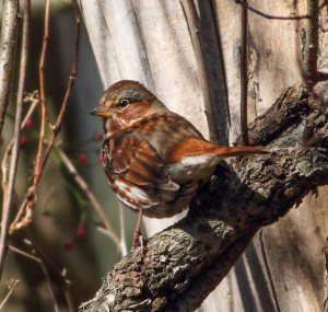 Fox Sparrow, Jonathan's Woods, NJ, Nov. 8, 2014 (photo by Jonathan Klizas)