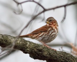 Fox Sparrow, Troy Meadows, NJ, Nov. 23, 2014 (photo by Jonathan Klizas)