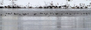 Approx. half of the Hooded Mergansers at Lk. Musconetcong, NJ,  Nov. 29, 2014 (photo by Jonathan Klizas).