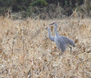 Sandhill Cranes, Franklin Twp., NJ, Nov. 11, 2014 (photo by Jonathan Klizas)