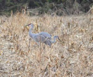 Sandhill Cranes, Franklin Twp., NJ, Nov. 11, 2014 (photo by Jonathan Klizas)