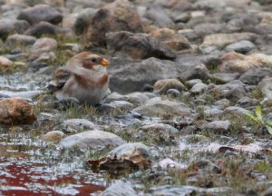 Snow Bunting, Budd Lake, NJ, Nov. 5, 2014 (photo by Jonathan Klizas)