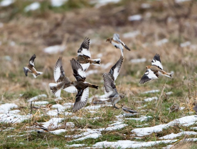 Snow Buntings, Hanover Twp., NJ, Nov. 30, 2014 (photo by Chuck Hantis)