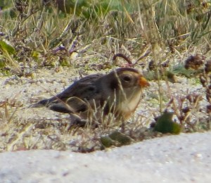 Snow Bunting, Budd Lake, NJ, Nov. 4, 2014 (photo by Alan Boyd)