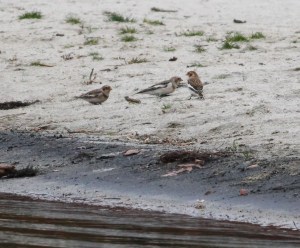 Snow Buntings, Budd Lake, NJ, Nov. 5, 2014 (photo by Jonathan Klizas)