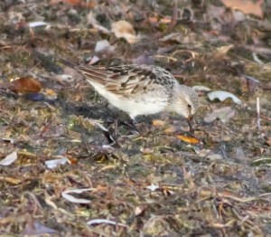 White-rumped Sandpiper, Mt. Olive, NJ, Nov. 15, 2014 (photo by Jonathan Klizas)