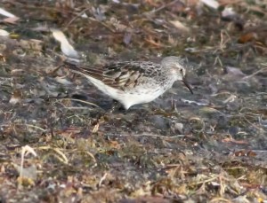 White-rumped Sandpiper, Mt. Olive, NJ, Nov. 15, 2014 (photo by Jonathan Klizas)