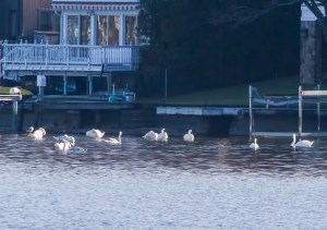 3 of 4 Tundra Swans, Lake Hopatcong, NJ, Dec. 27, 2014 (photo by Jonathan Klizas)