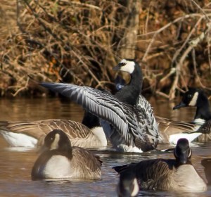 Barnacle Goose, Duke Island Park, NJ, Dec. 26, 2014 (photo by Jonathan Klizas)