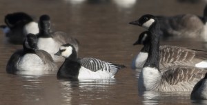 Barnacle Goose, Duke Island Park, NJ, Dec. 26, 2014 (photo by Jonathan Klizas)