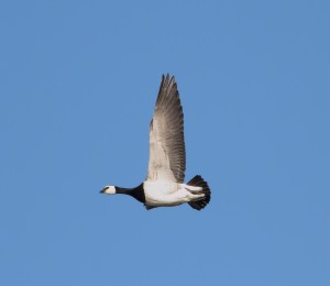 Barnacle Goose, Duke Island Park, NJ, Dec. 26, 2014 (photo by Jonathan Klizas)