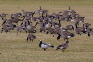 Barnacle Goose, Duke Island Park, NJ, Dec. 25, 2014 (photo by Sam Galick)