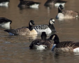 Cackling and Barnacle Goose, Duke Island Park, NJ, Dec. 26, 2014 (photo by Jonathan Klizas)