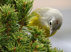 Nashville Warbler, Madison, NJ, Dec. 11, 2014 (photo by Corey Dwyer)