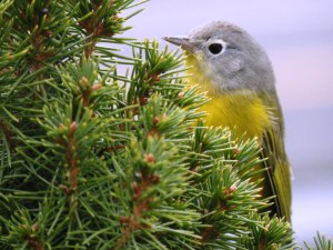 Nashville Warbler, Madison, NJ, Dec. 11, 2014 (photo by Corey Dwyer)