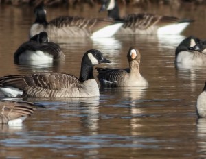 Greater White-fronted Goose, Duke Island Park, NJ, Dec. 26, 2014 (photo by Jonathan Klizas)