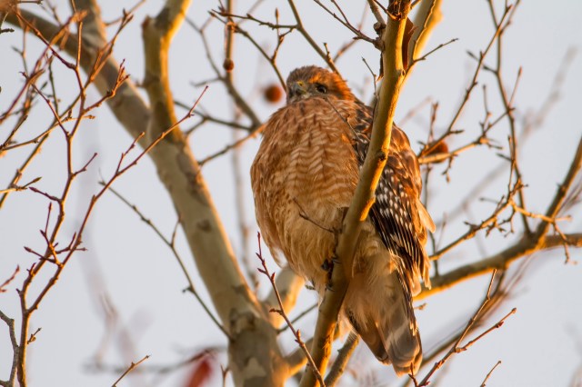 Red-shouldered Hawk, Lincoln Park, NJ, Dec. 4, 2014 (photo by Jill Homcy)