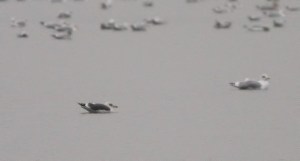 Lesser Black-backed Gull, Budd Lake, NJ, Dec. 16, 2014 (photo by Jonathan Klizas)