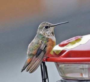 Female Rufous Hummingbird, Warren  Twp., NJ, Dec. 20, 2014 (photo by Joe Pescatore)