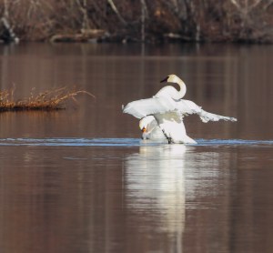 Mute Swan and Trumpeter Swan, Mt. Hope Lake, NJ, Dec. 27, 2014 (photo by Jonathan Klizas)