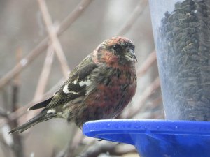 White-winged Crossbill, Flanders, NJ, Dec. 23, 2014 (photo by Alan Boyd)