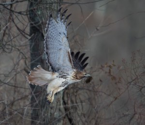 Banded Red-tailed Hawk, Great Swamp NWR, NJ, Jan. 25, 2015 (photo by Chuck Hantis)