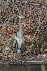 Great Blue Heron, Long Valley, NJ, Jan. 2, 2015 (photo by Jonathan Klizas)