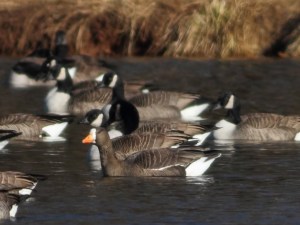Greater White-fronted Goose, Duke Island Park, NJ, Jan. 5, 2015 (photo by Jonathan Klizas)