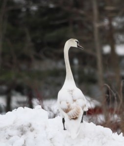 Mute Swan, Roxbury Twp., NJ,  Jan. 25, 2015 (photo by Jonathan Klizas)
