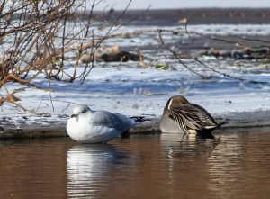Ring-billed Gull, Northern Pintail, Loantaka Brook Reservation, NJ, Jan. 10, 2015 (photo by Jonathan Klizas)