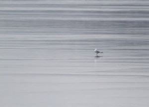 Ring-billed Gull, Lake Hopatcong, NJ, Jan. 14, 2015 (photo by Jonathan Klizas)