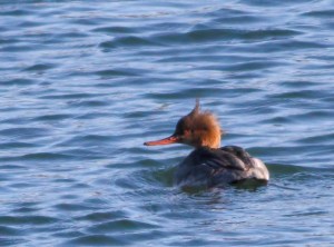 Red-breasted Merganser, Kenvil Lake, NJ, Jan. 1, 2015 (photo by Jonathan Klizas)