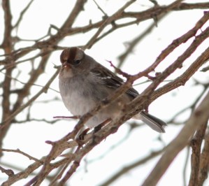 White-crowned Sparrow, Branchburg Twp., NJ, Jan. 30, 2015 (photo by Jonathan Klizas)
