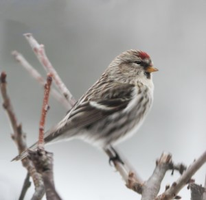 Common Redpoll, Roxbury Twp., NJ, Feb. 8, 2014 (ID record photo by J. Klizas)