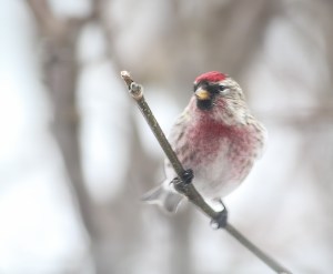 Common Redpoll, Roxbury Twp., NJ, Feb. 8, 2014 (ID record photo by J. Klizas)
