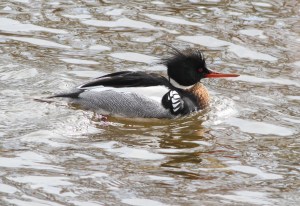 Red-breasted Merganser, Duke Island Park, NJ, Feb. 26, 2015 (photo by Jonathan Klizas)