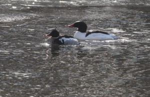 Red-breasted and Common Merganser drakes in the glare, Duke Island Park, NJ, Feb. 24, 2015 (photo by Jonathan Klizas)