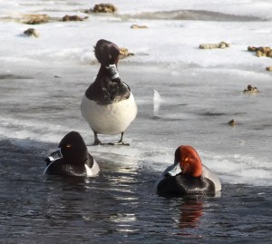 Redhead with Ring-necked Ducks, Duke Island Park, NJ, Feb. 24, 2015 (photo by Jonathan Klizas)