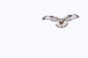 Rough-legged Hawk, Negri-Nepote Grasslands, NJ, Feb. 21, 2015 (photo by Mike Newlon)