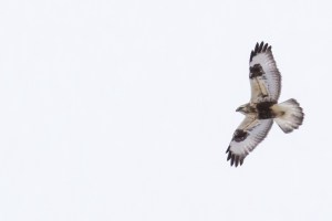 Rough-legged Hawk, Negri-Nepote Grasslands, NJ, Feb. 21, 2015 (photo by Mike Newlon)