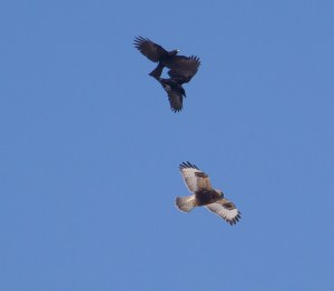 Rough-legged Hawk and Am. Crows, Franklin Twp., NJ, Feb. 11, 2015 (photo by Chris Duffek)