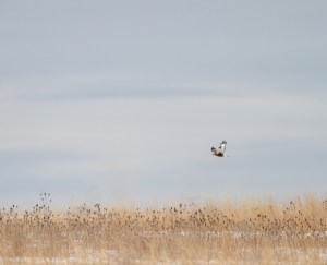 Rough-legged Hawk, Hillsborough Twp., NJ, Feb. 10, 2015 (photo by Jonathan Klizas)
