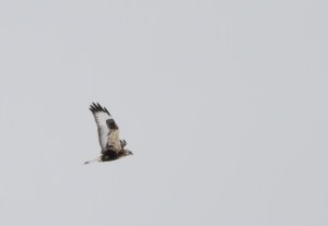 Rough-legged Hawk, Hillsborough Twp., NJ, Feb. 9, 2015 (ID photo by Jonathan Klizas) 
