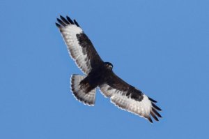 Rough-legged Hawk, Negri-Nepote Grasslands, NJ, Feb. 27, 2015 (photo by Steve Byland)