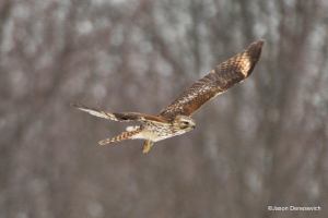 Red-shouldered Hawk, Great Swamp NWR, NJ, Feb. 8, 2015  (photo by Jason Denesevich)