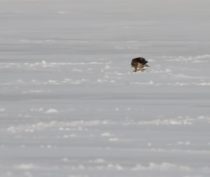 Red-tailed Hawk, Budd Lake, NJ, Feb. 12, 2015 (photo by Jonathan Klizas)