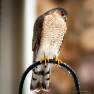 Sharp-shinned Hawk, Somerset County, NJ, Feb. 2015 (photo by Robert Gallucci)